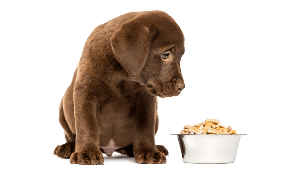 subscription-marketplace-replenishment-subscriptions-dog-food - AdTribes A chocolate Labrador puppy looking down at a metal bowl full of dog treats